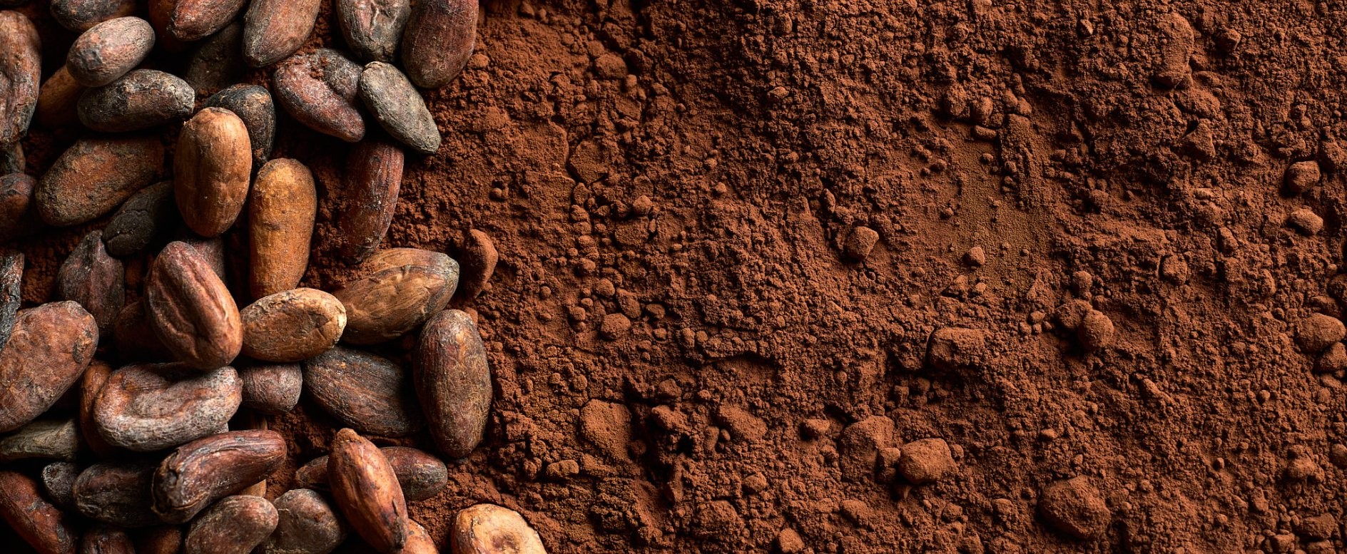 Cacao en polvo